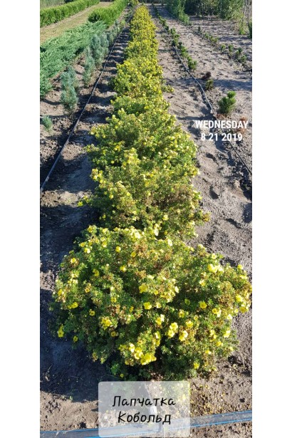 Перстач чагарниковий / Лапчатка кущова Кобольд | Potentilla fruticosa Kobold | Лапчатка кустарниковая Кобольд