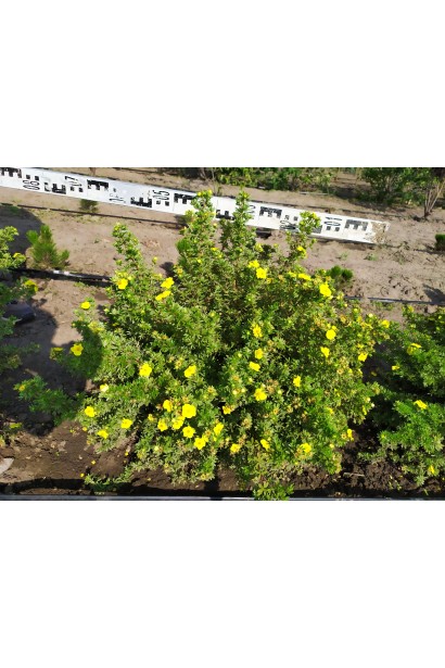 Перстач чагарниковий / Лапчатка кущова Кобольд | Potentilla fruticosa Kobold | Лапчатка кустарниковая Кобольд