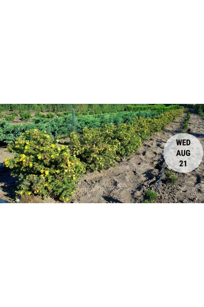 Перстач чагарниковий / Лапчатка кущова Кобольд | Potentilla fruticosa Kobold | Лапчатка кустарниковая Кобольд