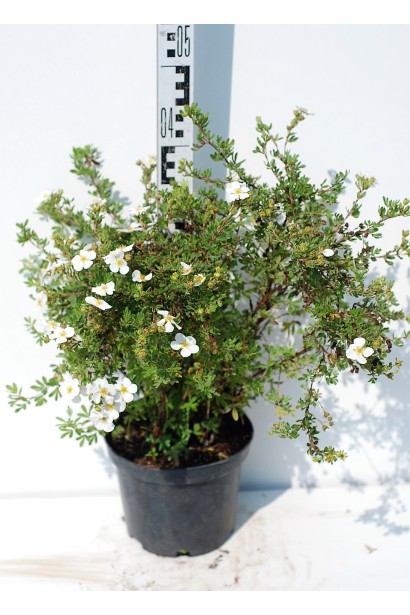 Перстач Абботсвуд контейнер 5 л 40-50 см