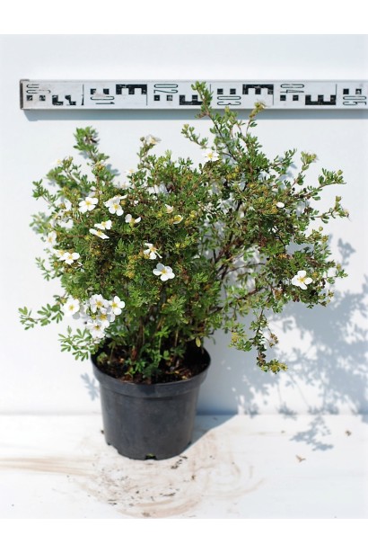 Перстач чагарниковий Абботсвуд діаметр крони 40-50 см