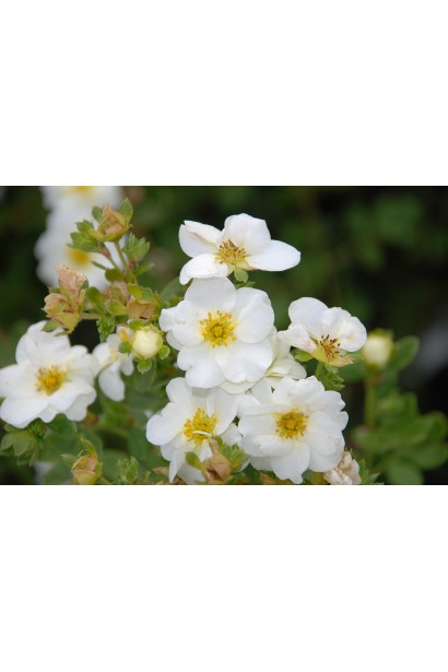 Перстач білий Абботсвуд