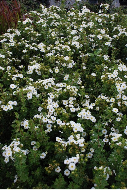 Перстач чагарниковий / Лапчатка кущова Абботсвуд