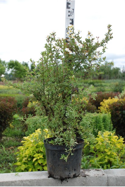 Перстач чагарниковий Абботсвуд в горщику 5 л 60-70 см