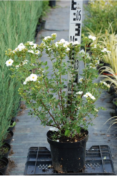 Перстач чагарниковий Абботсвуд квітучий саджанець С5 30-40 см