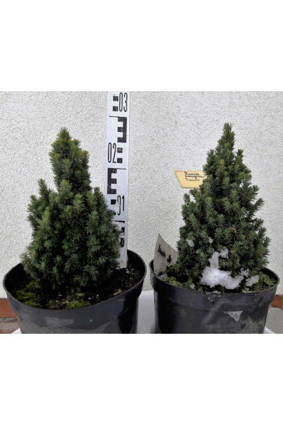 Ялина глаука Пікколо контейнер 3 л 20-25 см