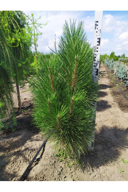 Сосна чорна "Фастігіата" з пірамідальною формою.