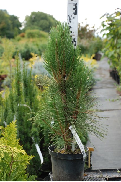 Pinus nigra Fastigiata