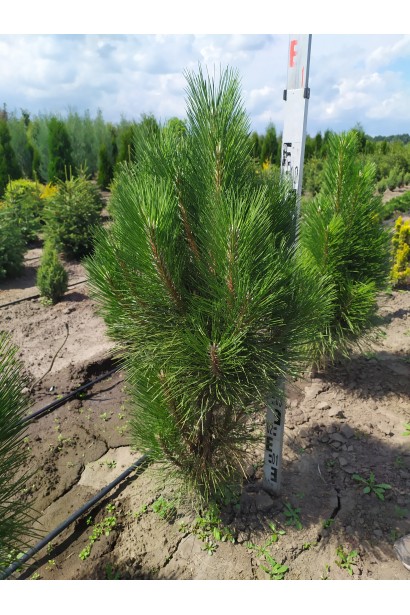 Сосна чорна "Фастігіата" для вертикального озеленення.