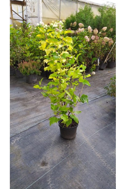 Саджанець Luteus із яскраво-золотим листям.