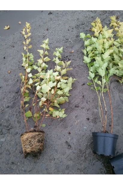 Пухироплiдник калинолистий Лютеус із міцним корінням для швидкого росту