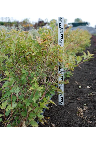 Саджанці Luteus доступні у садовому центрі.