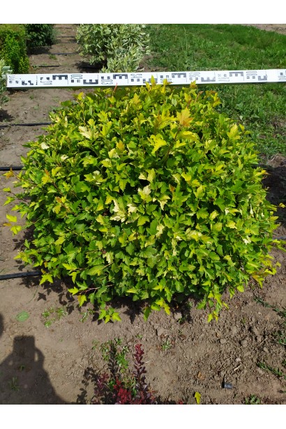 Пухироплiдник калинолистий Лютеус - ком50кг/вис.70-90см/Ø80-90см