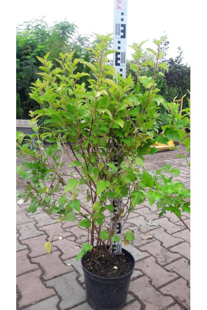 Саджанці Лютеус прикрасять ваш сучасний сад.