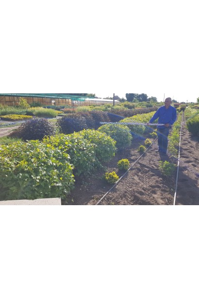 Пухироплiдник калинолистий Лютеус