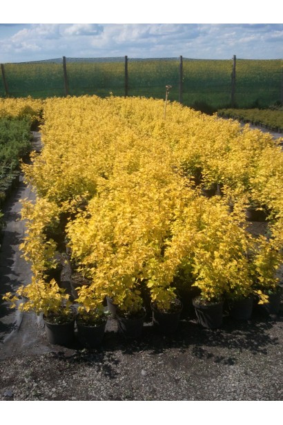 Пухироплiдник калинолистий Лютеус