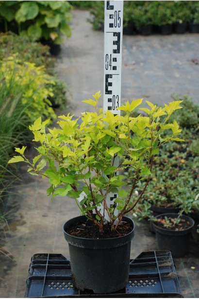 Кущ із яскравим жовтим листям для живоплоту.