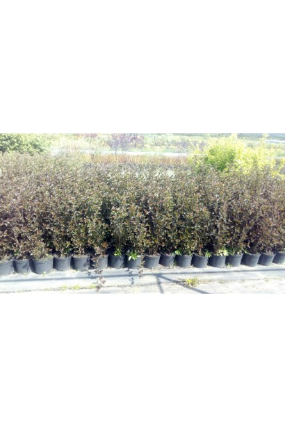 Пухироплiдник Ред Барон в садовому центрі