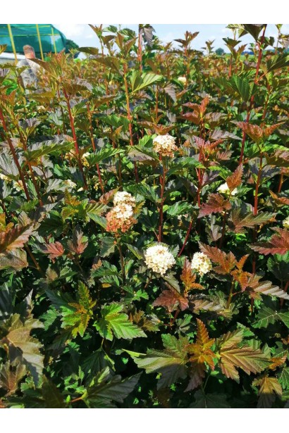 Кущ Red Baron із декоративними суцвіттями.