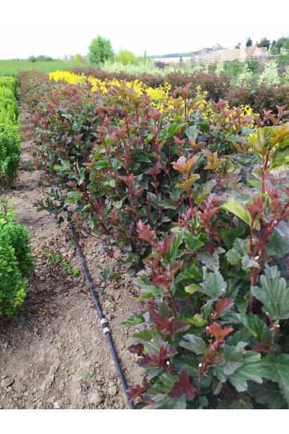 Пухироплiдник калинолистий Ред Барон 