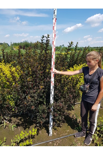 Кущ Red Baron із темно-червоним листям.