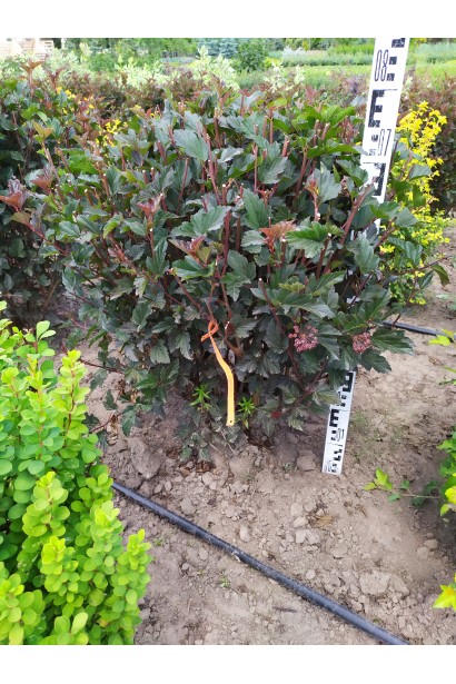 Пухироплiдник калинолистий Ред Барон 