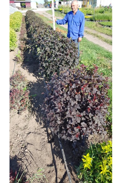 Ред Барон — ефектний кущ для ландшафтних композицій.