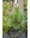 Кедр европейский / Сосна кедровая | Кедр європейський / Сосна кедрова | Pinus cembra