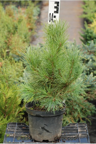 Сосна європейська контейнер 3 л 30-40 см