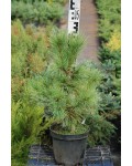 Кедр европейский / Сосна кедровая | Кедр європейський / Сосна кедрова | Pinus cembra