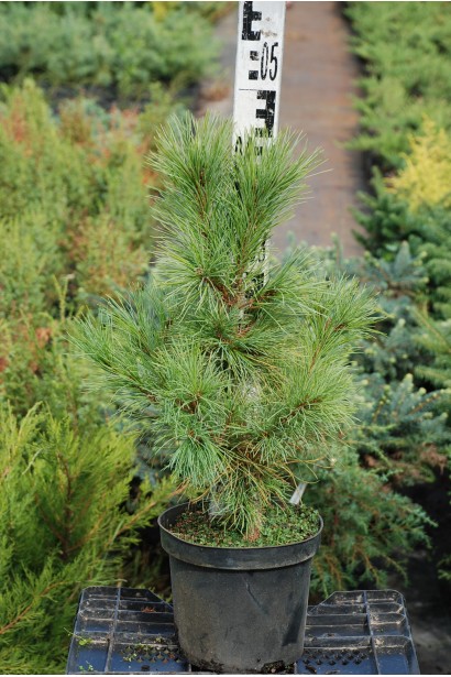 Сосна кедрова в горщику 3 л 30-40 см