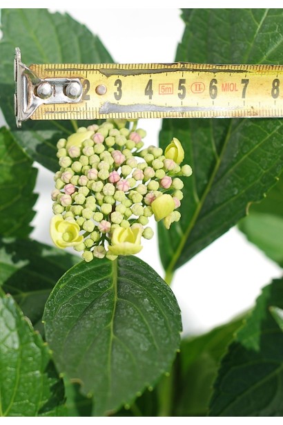 Hydrangea macrophylla Blue Wave