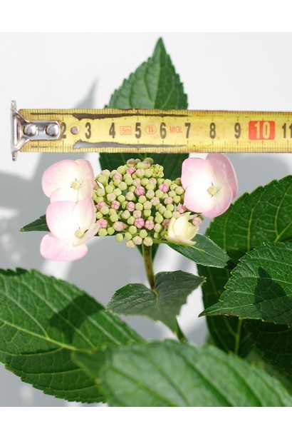 Гортензія Марієсі Перфекта розмір суцвіття