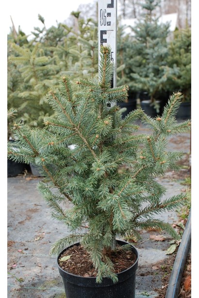 Ель Глаука Мисти Блю контейнер 5 л высота 50-60 см