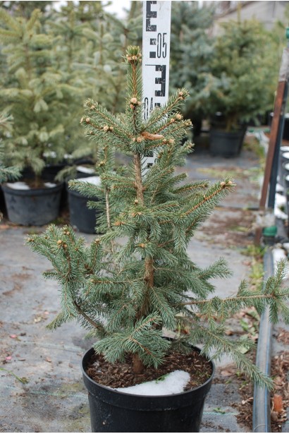 Ель Глаука Мисти Блю в горшке 5 л