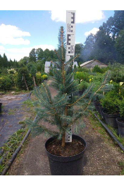 Ель Глаука Мисти Блю саженец С5