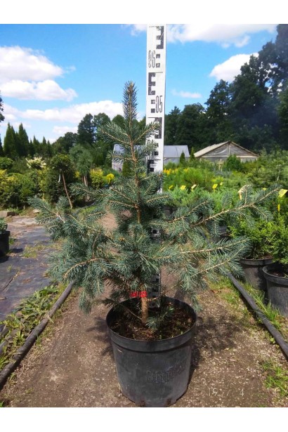 Ель колючая Глаука Мисти Блю высота 40-60 см