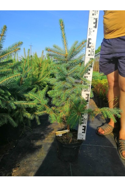 Ель колючая Глаука Мисти Блю 5 л 50-70 см