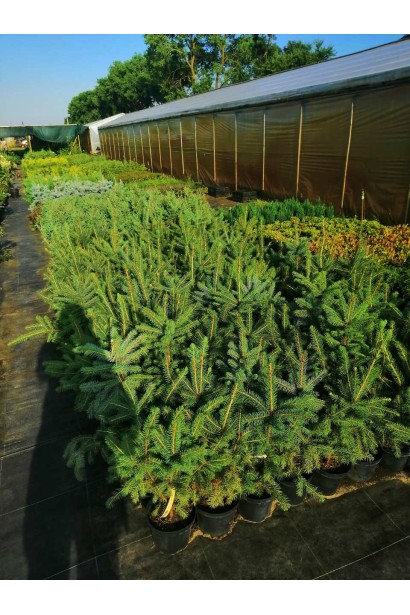 Саженцы Ели колючей Глаука Мисти Блю в питомнике