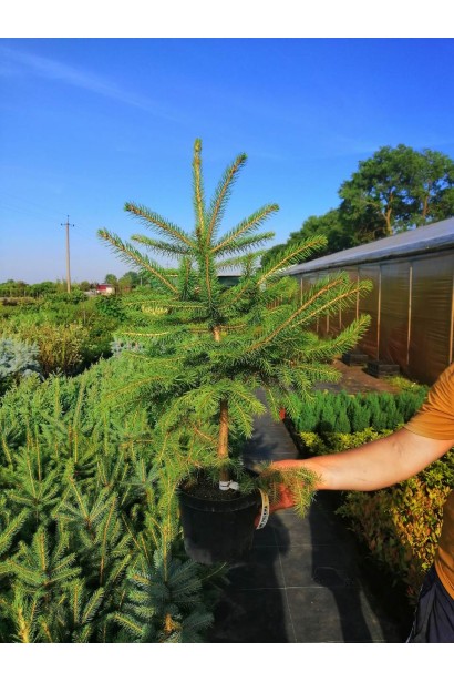 Ель колючая Глаука Мисти Блю контейнер 3 л