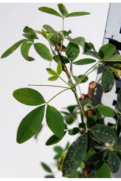 Листья Бобовника анагиролистного