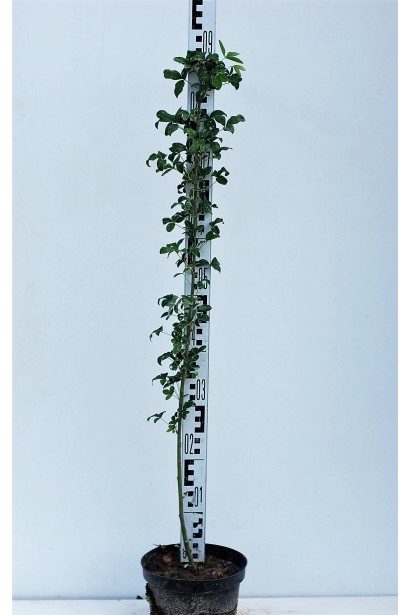 Бобовник анагиролистный саженец 70-90 см