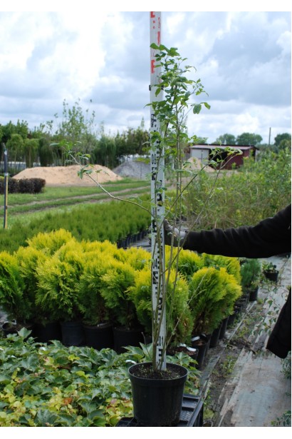 Бобовник анагиролистный в контейнере 100-120 см