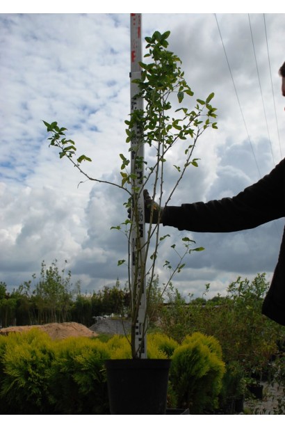 Бобовник анагиролистный в садовом центре.