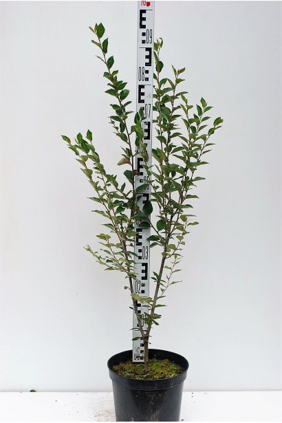 Кизильник блискучий саджанець в контейнері 5 л 80-100 см