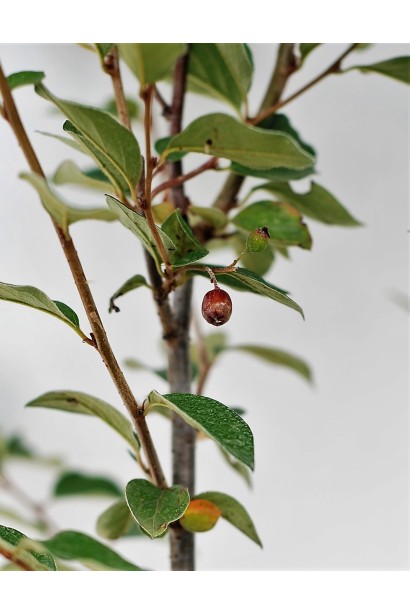 Кизильник блискучий листя