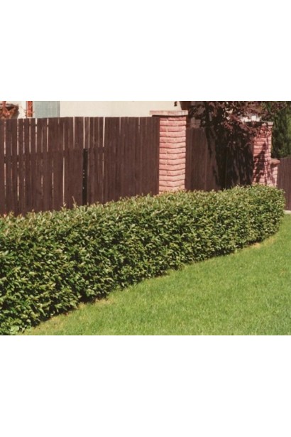 Кизильник вертикальний для живоплоту