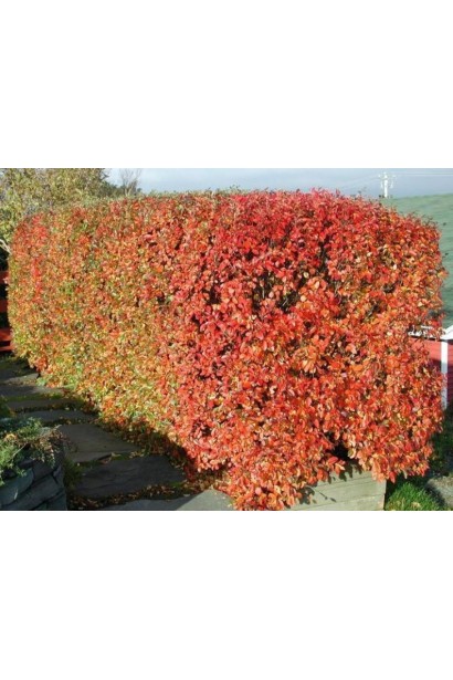 Кизильник блискучий живопліт восени