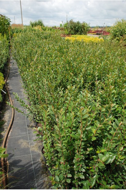 Кизильник блискучий в садовому центрі