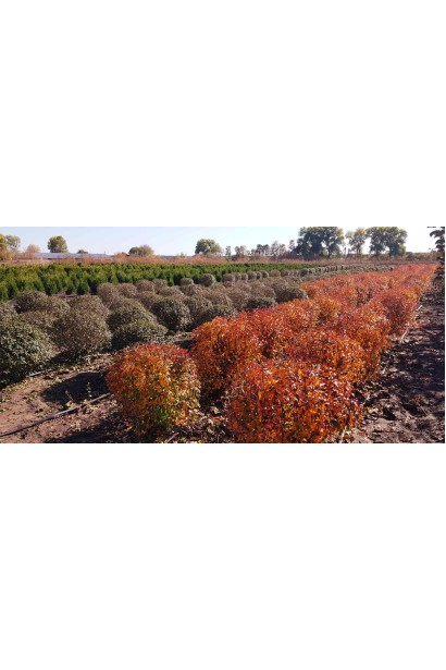 Кизильник блискучий